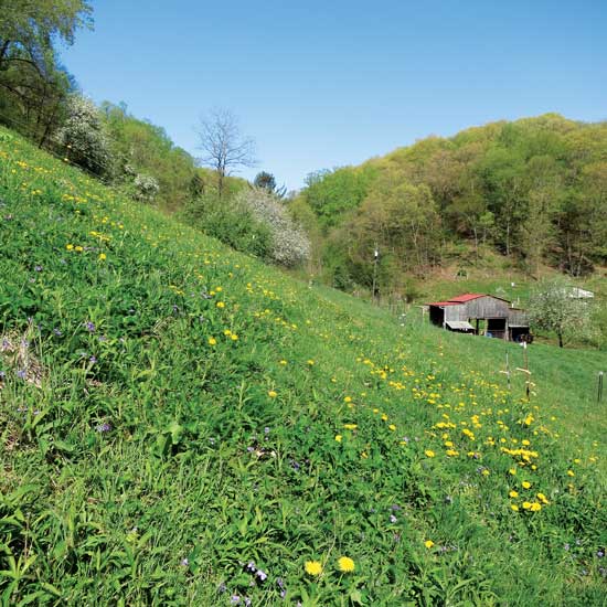 Don’t shy away from steep or weedy land?—?you can restore it to health.